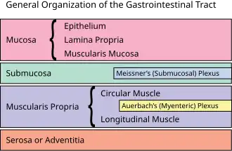 General organisation of GI tract
