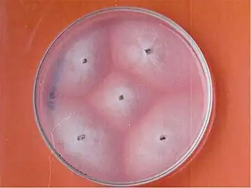 Geotrichum candidum culture