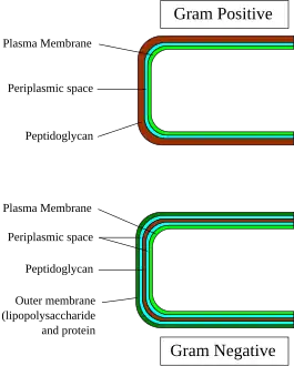 Gram-positive and gram-negative cell wall structure