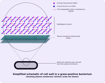 Structure of gram-positive cell wall