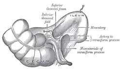 Inferior ileocecal fossa
