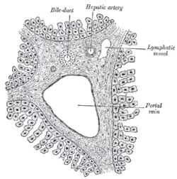 Section across portal canal of pig. X 250.