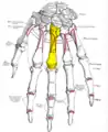 Dorsal view of the left hand (third metacarpal shown in yellow).