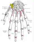 Bones of the left hand. Dorsal surface. Trapezium shown in yellow.