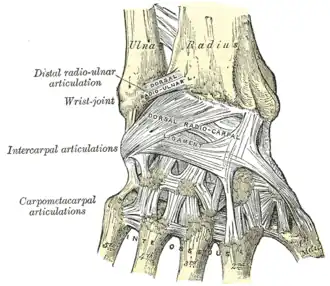 Ligaments of wrist. Posterior view.