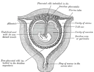 Sectional plan of the gravid uterus in the third and fourth month.
