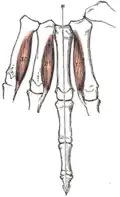 Palmar interossei muscles