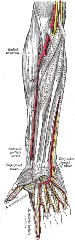 The radial and ulnar arteries