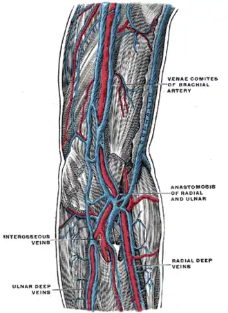 The deep veins of the upper extremity