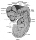 Reconstruction of peripheral nerves of a human embryo of 10.2&nbsp;mm. (Label for Diencephalon is at left.)