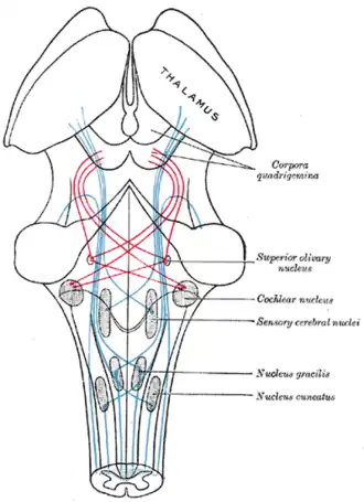 Scheme showing the course of the fibers of the lemniscus; medial lemniscus in blue, lateral in red.