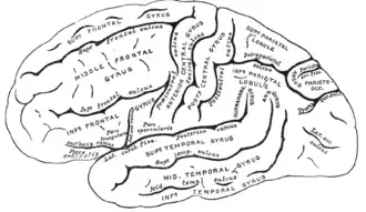 Gray's Fig. 726 – Lateral surface of left cerebral hemisphere, viewed from the left side