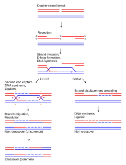 HR schematic diagram
