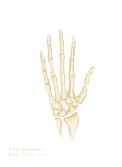 An animated gif of a hand's bones splaying