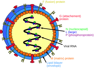 Structure of henipaviruses