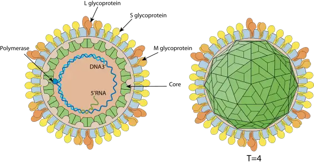 Hepadnaviridae virion-enveloped, spherical. Diameter from about 42nm. Icosahedric capsid with a T=4 symmetry.[5]