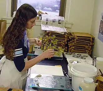 photograph of a botanist preparing plant specimens for the herbarium