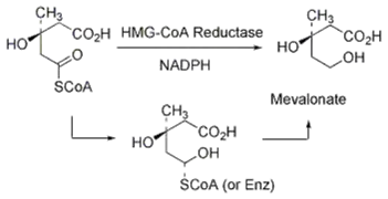 HMG CoA reductase reaction