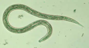 Ancyclostoma duodenale