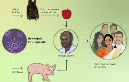 How the Nipah virus spreads[19]