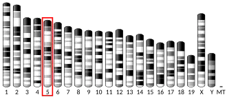 Chromosome 5 (mouse)