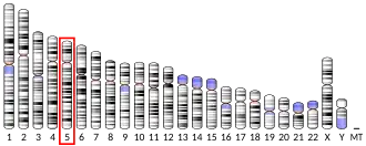 Chromosome 5 (human)