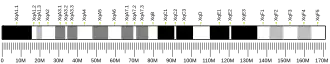 X chromosome (mouse)