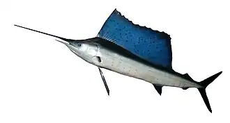 Sailfish, like all billfish, have a rostrum (bill) which is an extension of their upper jawbone.