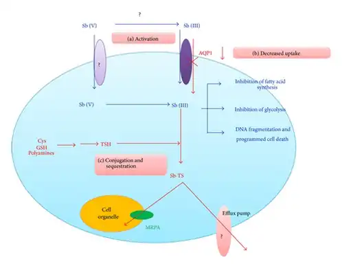 Mechanisms of antimony resistance in leishmaniasis[32]