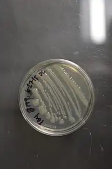 Klebsiella oxytoca on agar plate