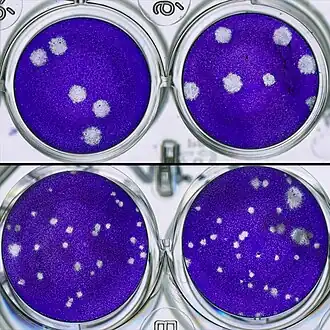 Top images show La Crosse virus isolated from brain tissue of untreated mice; bottom show restricted growth of virus isolated from mice treated with molnupiravir[31][32]
