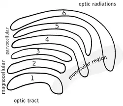 Schematic diagram of the primate lateral geniculate nucleus.