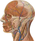 Lateral head anatomy detail
