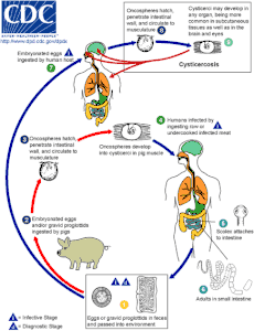 Life cycle of Taenia solium