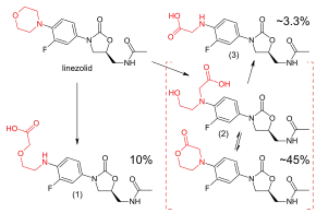 Upper left: structural formula of the unaltered linezolid molecule, with the morpholino group highlighted in red. Lower left: main carboxylic acid metabolite, accounting for 10% of an excreted dose; the morpholine ring has been cleaved at the nitrogen atom. Lower right: structural formulae of two distinct molecules, a carboxylic acid and a lactone, with an equilibrium arrow between them; this metabolite accounts for 45% of a dose. Upper right: structure of a minor carboxylic acid metabolite, which accounts for aroune 3.3% of a dose.