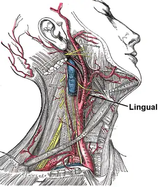 Illustration of the right side neck anatomy
