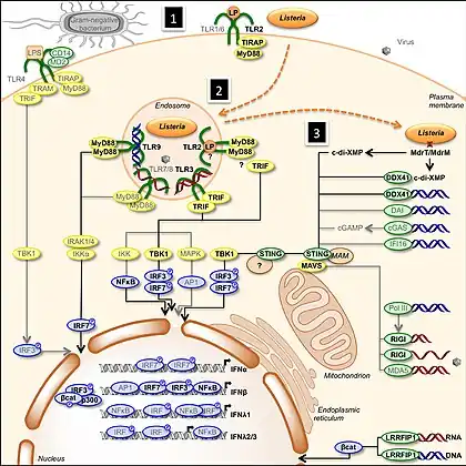Activation of type I- and type III-IFNs by infection[26]
