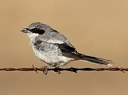 Loggerhead shrike moulting.