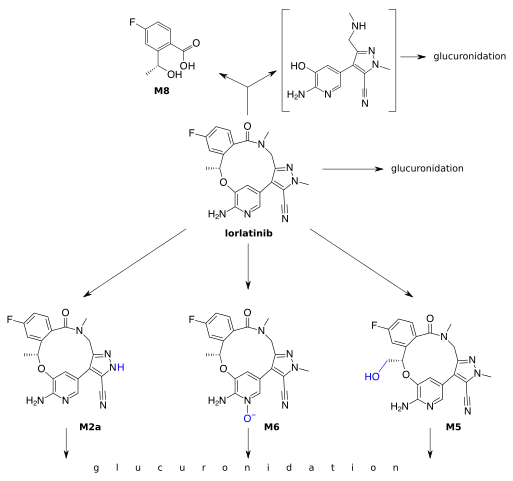 Lorlatinib is cleaved to the metabolite M8 (top left), which makes up 21% of the circulating substance, and an undetected metabolite (given in brackets). Other phase I metabolites are given in the bottom row. Most of these metabolites, as well as the original substance, undergo glucuronidation.[11]