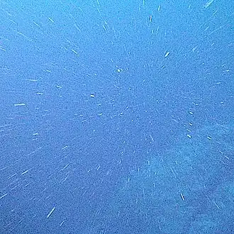 Marine snow is the shower of organic particles that falls from upper waters to the deep ocean It is a major exporter of carbon.