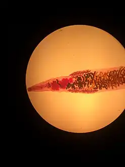 Mature Dicrocoelium dendriticum