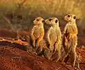 Meerkats often stand upright to spot for potential predators