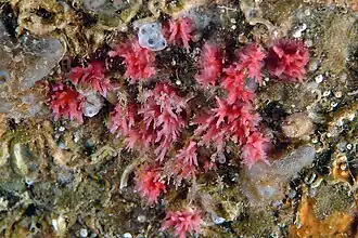 Miniacina miniacea (Homotrematidae)