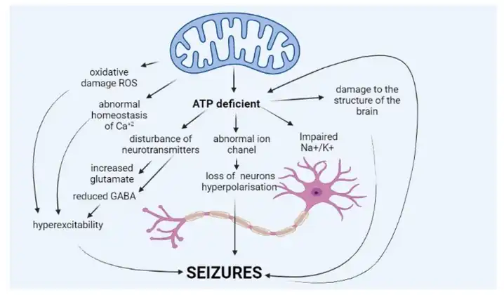 Pathophysiology of epilepsy in mitochondrial diseases[53]