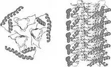 Cryoelectron microscopy model of the misfolded PrPsc protein, enriched in beta sheets (center)[19]