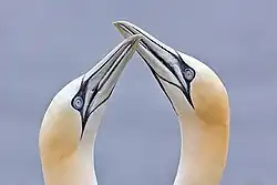 Northern gannets billing.