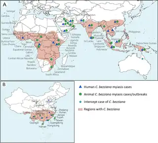 a,b)Geographical distribution of myiasis caused by C. bezziana.[27]