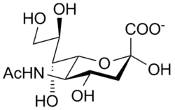 N-acetylneuraminic acid
