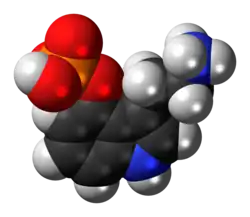 Space-filling model of the norbaeocystin molecule as a zwitterion