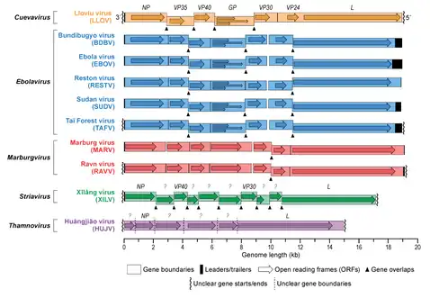 Schematic representation of the filovirus genome organization.